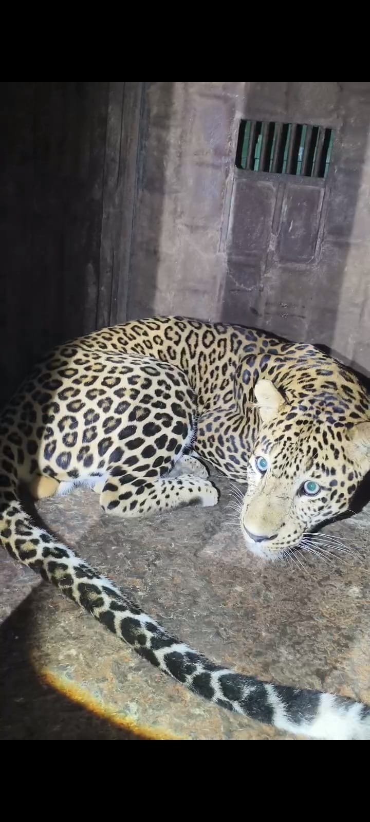 इनामगावात नरभक्षक बिबट्या जेरबंद; वनविभागाच्या दोन वर्षांच्या अथक प्रयत्नांना अखेर यश